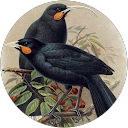 Adam Skinner profile picture